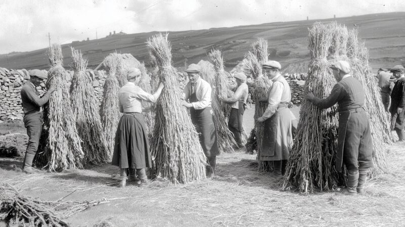 Thumbnail: Why Wales Needs a Hemp Economy in 2026