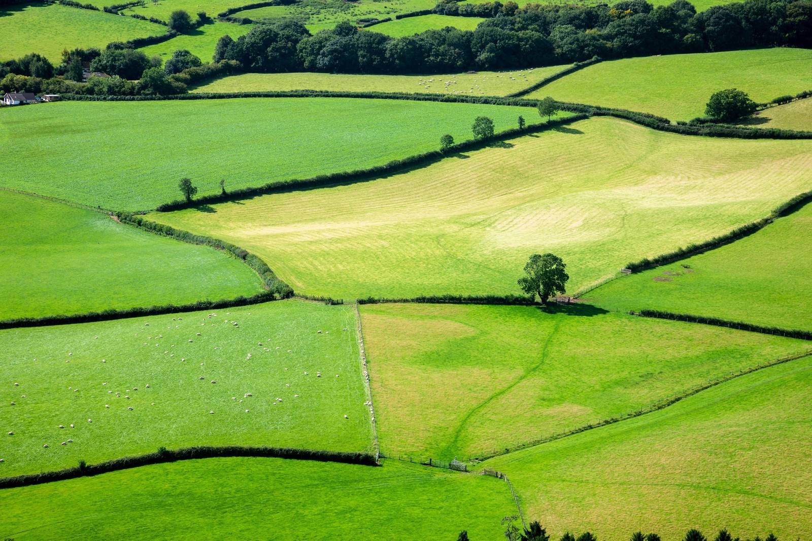 Aerial view of Welsh farmland, a patchwork of green fields and hedgerows