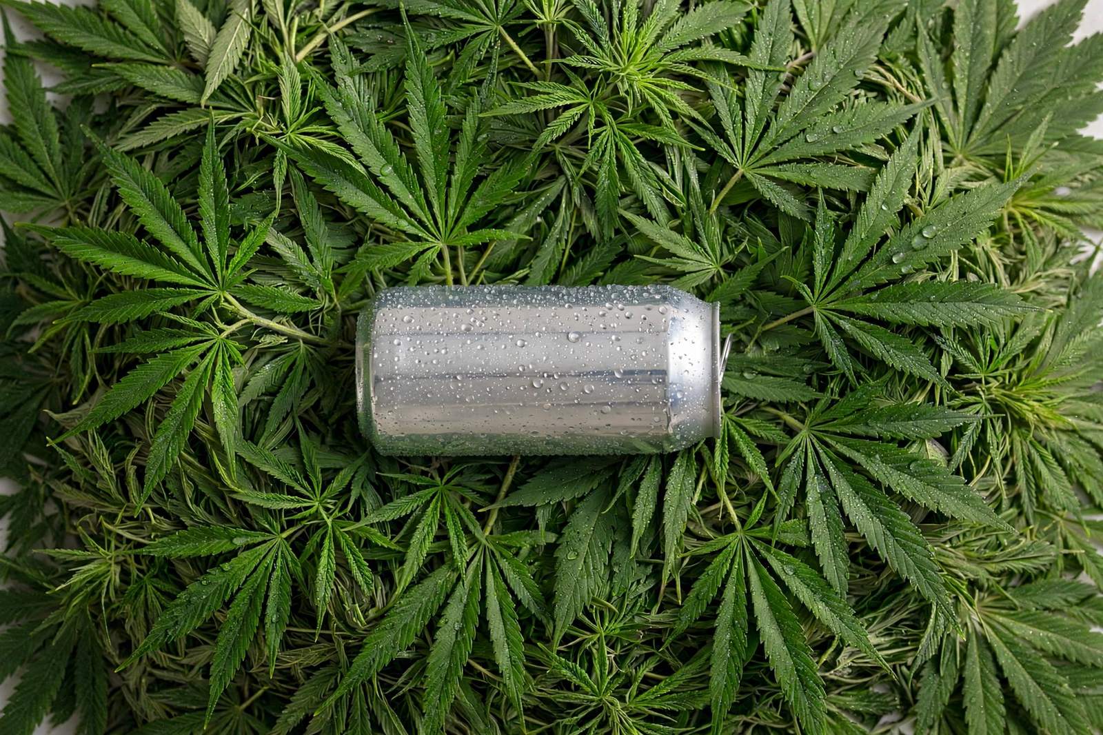Unbranded silver drinks can resting on a bed of green hemp leaves